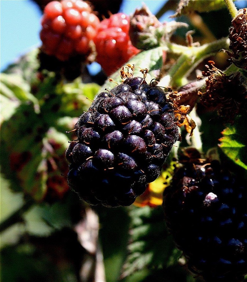 A close-up of ripe and unripe blackberries on a vine