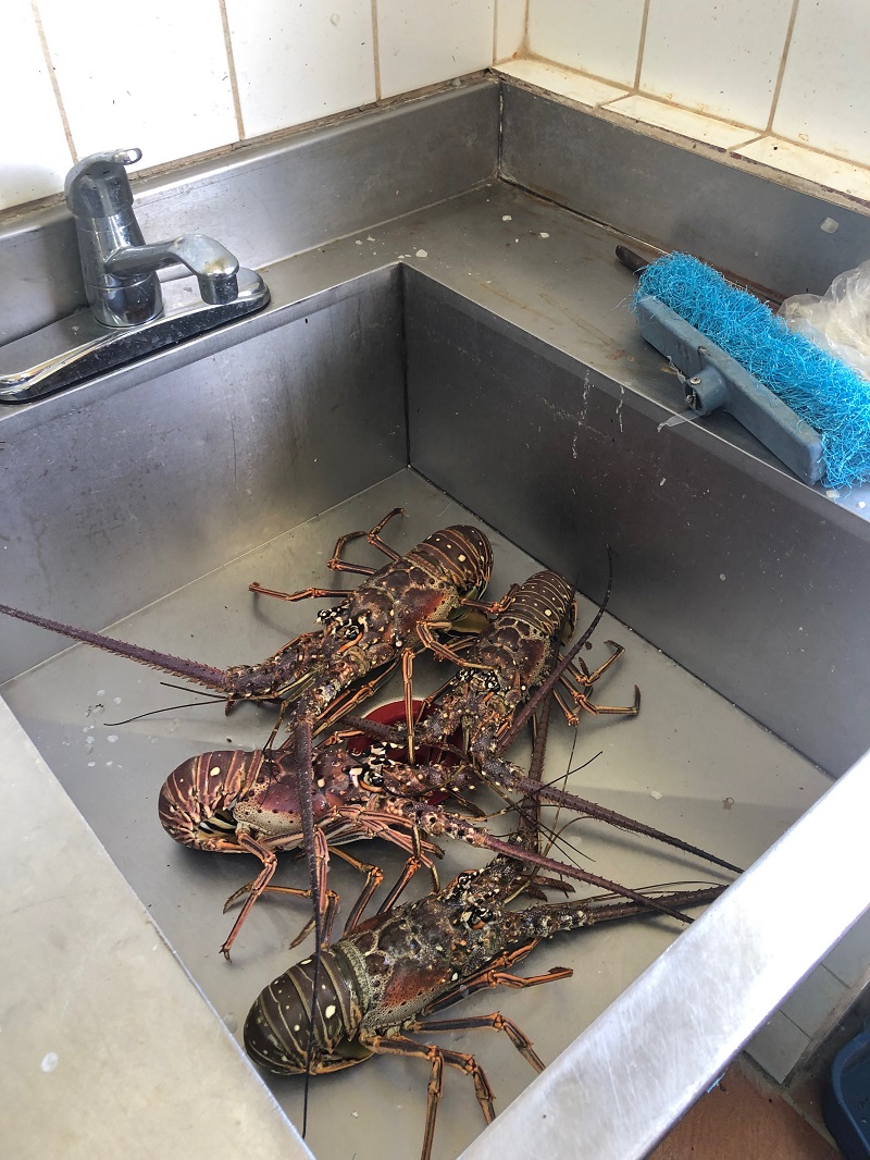 Four lobsters in a stainless steel sink