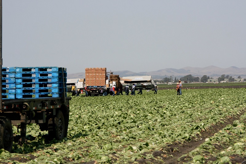 Trucks and workers in a field